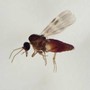 Virus Shamonda, chi lo trasmette? L'imputato è il Culicoides: identikit del 'moscerino pungente'