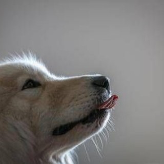 Imparare nuove parole origliando i padroni, ecco i cani con 'il dono': lo studio