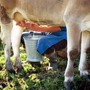 Latte crudo e batteri, le regole per non correre rischi Latte crudo e batteri, le regole per non correre rischi