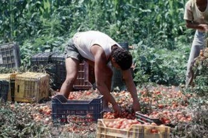 Crisi nei campi, lavoratori agricoli sempre più anziani e 1 su 2 è straniero