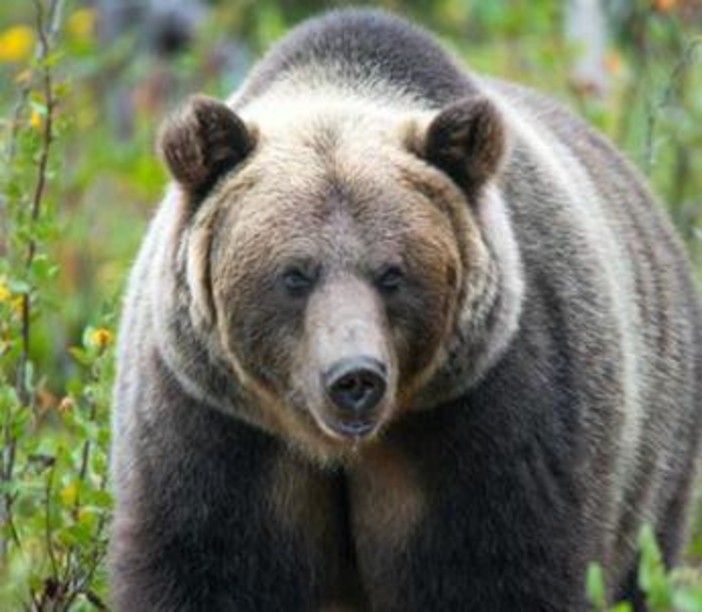 Paura in Canada, orso grizzly aggredisce scolaresca: un morto e 11 feriti