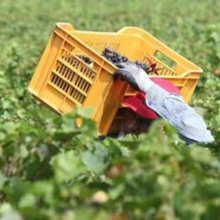 Pagavano 3 euro l'ora per turni da 14 ore nei campi, arrestati due imprenditori in Campania