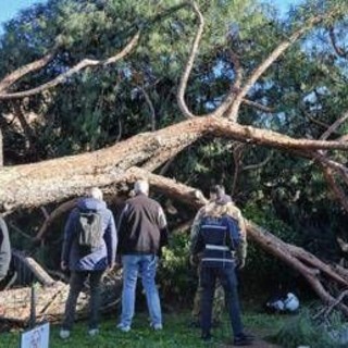 Roma, l'agronomo: "Pini dei Fori Imperiali crollati per anzianità, piogge e danni a radici" Roma, l'agronomo: "Pini dei Fori Imperiali crollati per anzianità, piogge e danni a radici"
