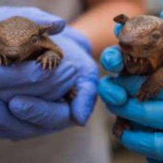 Lebbra, casi in aumento in Florida e l'armadillo torna sotto i riflettori Lebbra, casi in aumento in Florida e l'armadillo torna sotto i riflettori