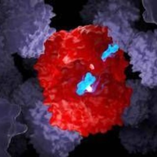 Talassemia e anemia falciforme, la 'forbice' molecolare funziona anche nei bambini Talassemia e anemia falciforme, la 'forbice' molecolare funziona anche nei bambini
