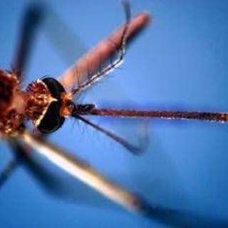 West Nile, salgono a due i morti nel Lazio. In Campania la prima vittima: deceduto 80enne