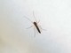 West Nile, Ministero “Monitoraggio e informazioni con il numero 1500”