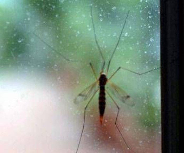 Chikungunya, Ecdc: "70 casi dopo viaggi alle Seychelles, per i turisti rischio alto"