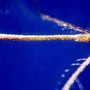 West Nile, casi nel Lazio &quot;solo la punta dell'iceberg&quot;: oggi vertice degli infettivologi