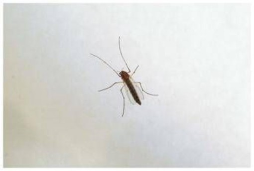 West Nile, saliti a 9 i morti in Italia. Bassetti: &quot;Non intasare i pronto soccorso&quot;