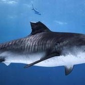 Foto con lo squalo, spopola il trend social che preoccupa gli Stati Uniti: "Rischio attacchi a riva"