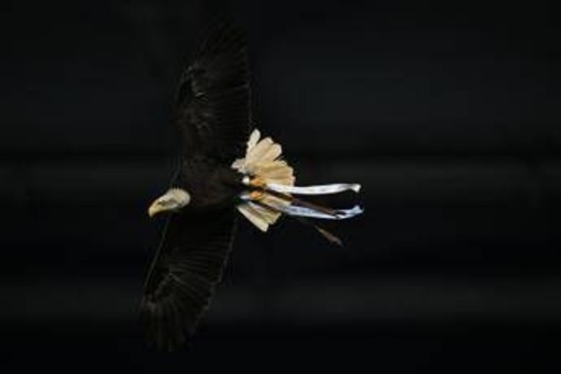 Lazio, Flaminia vola ma... sbaglia strada: atterraggio in Monte Mario