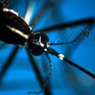West Nile, 8 casi in Campania: 4 sono in rianimazione