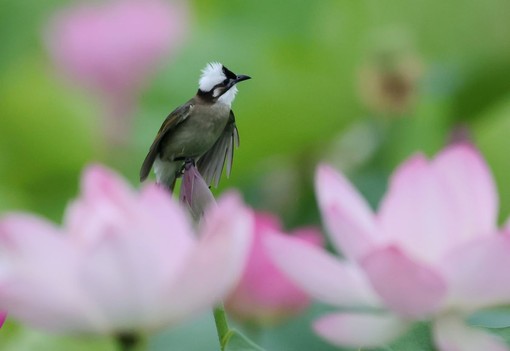 Cina, stretta sulla caccia illegale agli uccelli e i reati contro fauna selvatica