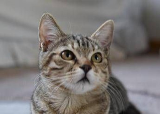 Aviaria, gatti positivi a New York: &quot;Ma rischio per cittadini resta basso&quot;