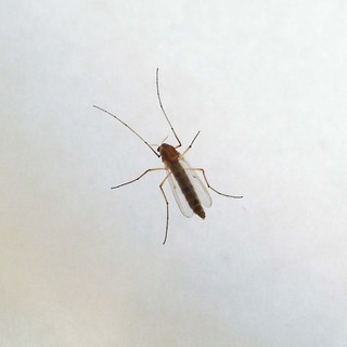 West Nile, Ministero “Monitoraggio e informazioni con il numero 1500”