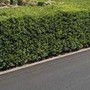 La siepe è verde e ben potata ma sporge, multa da 180 euro a ogni condomino della palazzina La siepe è verde e ben potata ma sporge, multa da 180 euro a ogni condomino della palazzina