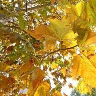 Equinozio di autunno 2026, quando arriva? L'estate ha le ore contate