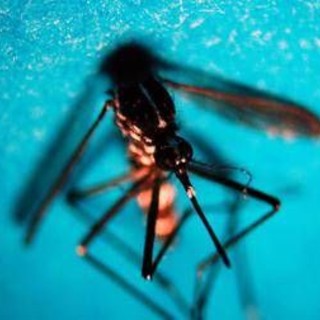 West Nile, prima vittima in Veneto: morta donna di 81 anni