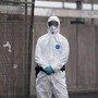 Hantavirus, l'esperta: "Non si rischia nuova pandemia, più letale ma diverso da Covid" Hantavirus, l'esperta: "Non si rischia nuova pandemia, più letale ma diverso da Covid"