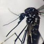 West Nile, Pregliasco: &quot;Casi reali? Fino a 150 in più. Picco verso metà agosto&quot;